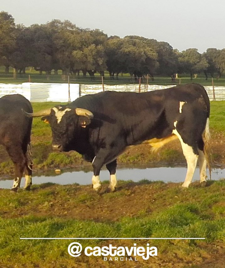 Utrero lucero, bragado, calcetero, girón y coliblanco. Un "patasblancas" de #Barcial