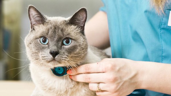 Pazoo_Inc's tweet photo. Heart disease in dogs and cats -- help from supplements... https://t.co/pKSCZJSrkr https://t.co/3nx7eCF8z8