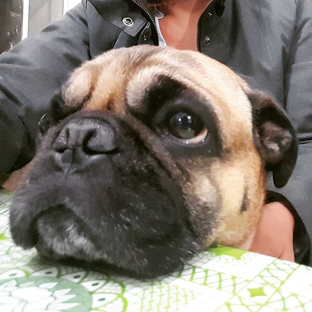 PetSmart's tweet photo. Happy #HumpDay! Only two more days until the weekend! (IG coco_feliz) https://t.co/JTO71DvZeb