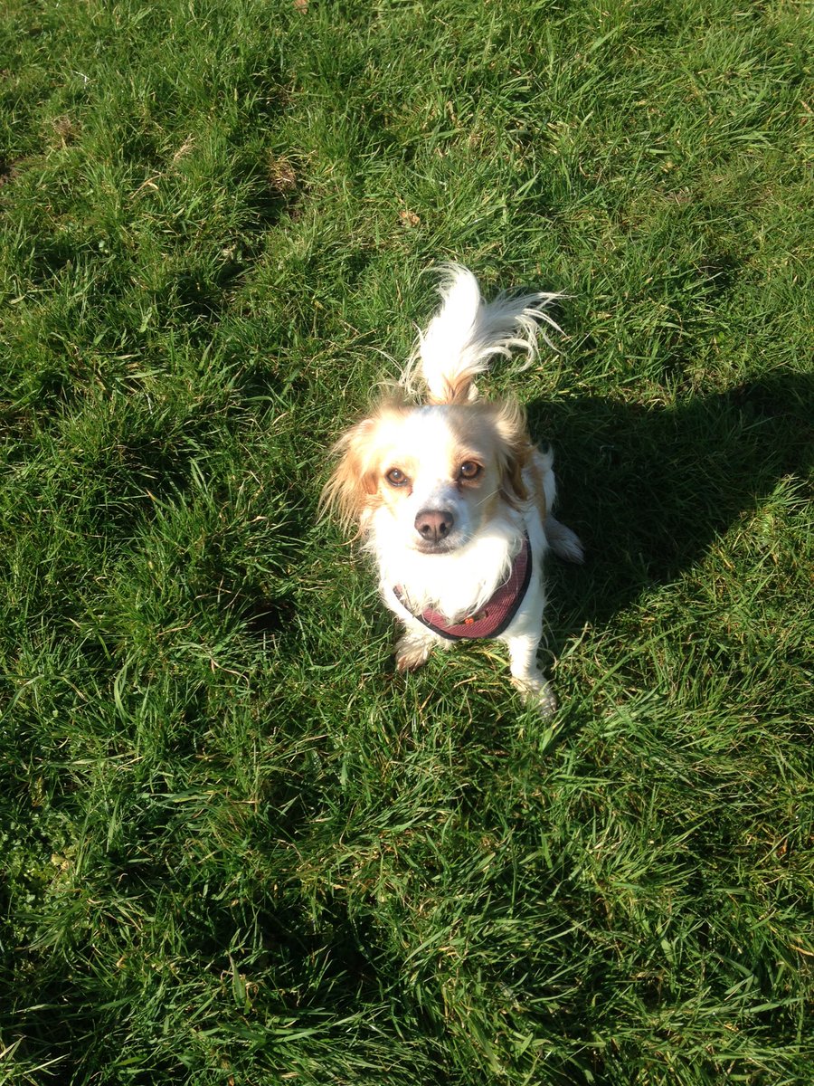 gemsruby's tweet image. Out with the pup