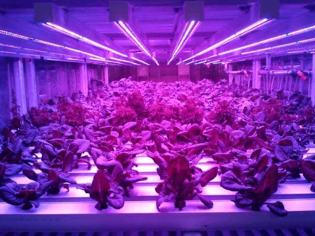 foodtechconnect's tweet image. Plants &amp;amp; Money: Investors talk vertical farming with @agritecture bit.ly/1KKKTFl #agtech
