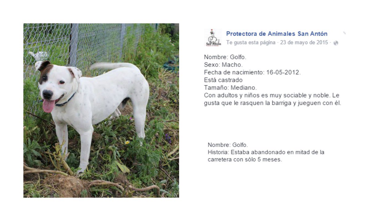 Protectora San Antón tweet media