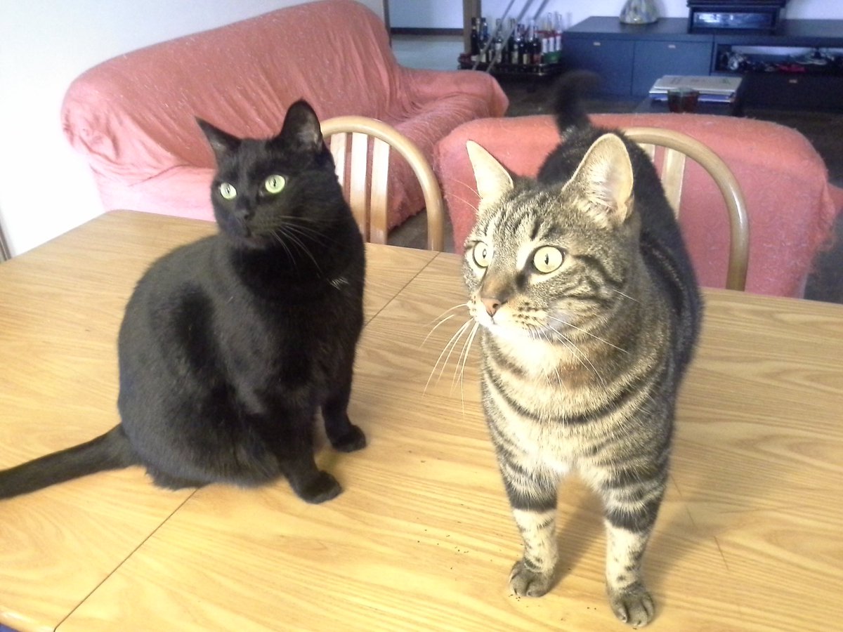 LuceNeko's tweet photo. I miei due amori, Sebastian e Leonard! #giornatamondialedelgatto #ilmiogattoatgcom24 https://t.co/ymWjxCoFQj