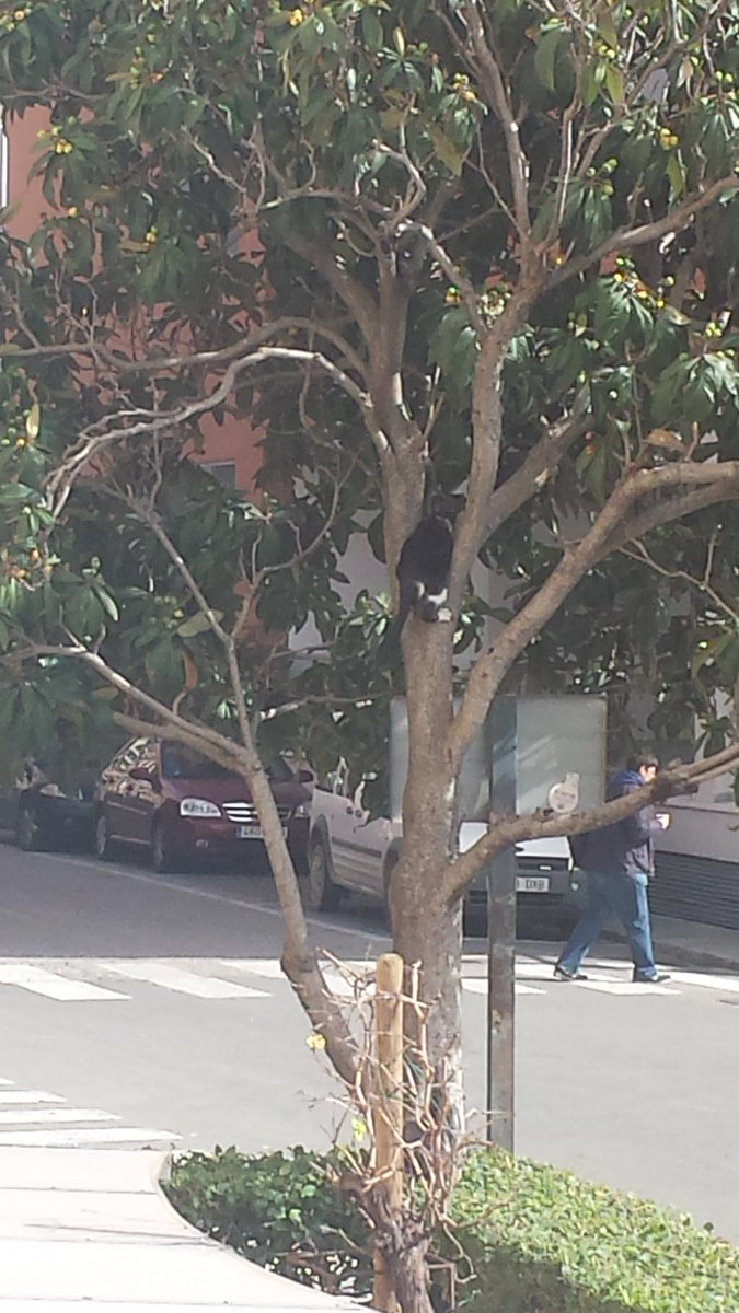 CorkAlchemist's tweet photo. La hermandad de asesinos ha llegado a mi facultad #CatAssassin https://t.co/kpRxseXgo1
