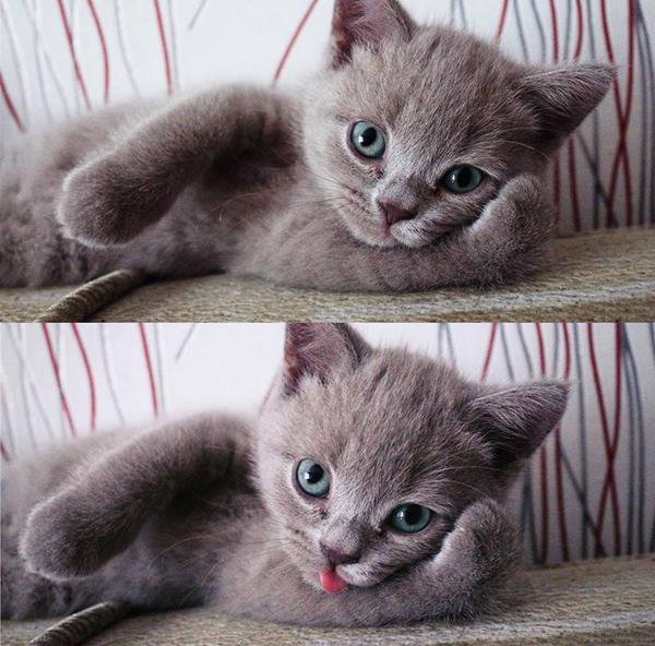 Cute Stuff Daily tweet media
