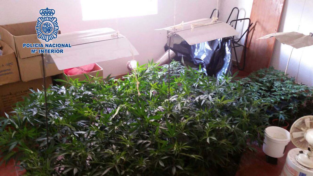 policia's tweet photo. ¡El fuerte olor a marihuana lo delató! Detenido en #Badajoz. Recuerda: las ROSAS huelen mejor y no irás a la trena https://t.co/N5cRseNdmp