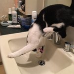 どうしてこうなった!猫の水飲み体勢がアクロバット過ぎて理解不能!