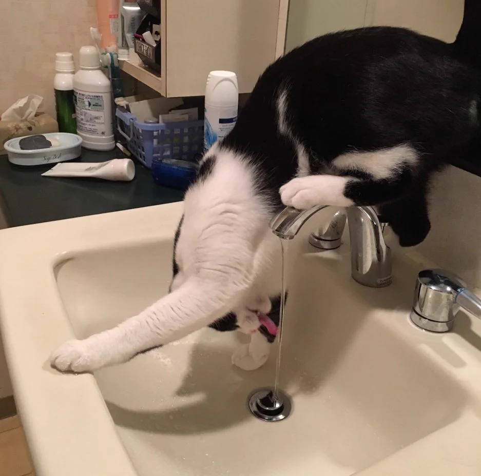 どうしてこうなったｗｗｗ猫の水飲み体勢がアクロバット過ぎて理解不能ｗｗｗｗｗ