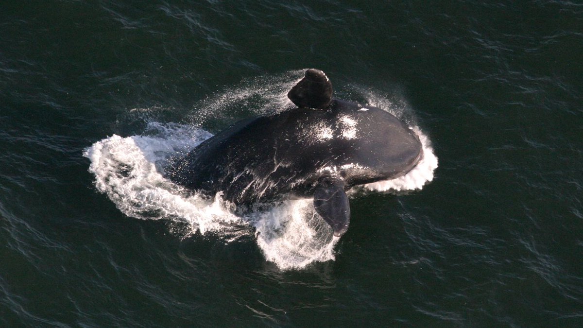 PNYProSolutions's tweet photo. See how #deeplearning can help to save the whales: https://t.co/ogImBxz3EP https://t.co/cuPMy3tvMI