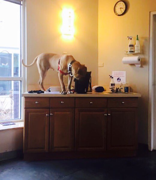 WaysideWaifs's tweet photo. When the meeting is boring and you get distracted by the open purse- #dogsinmeetings https://t.co/nNHTY8kbWA