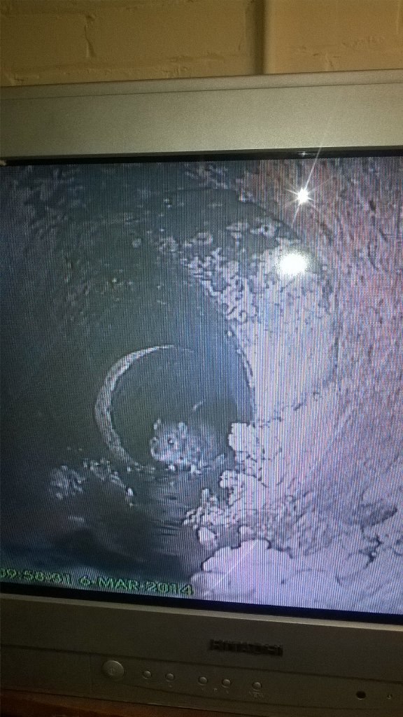 Screen grab from a camera survey in Morecambe, shows rat running into redundant pipe