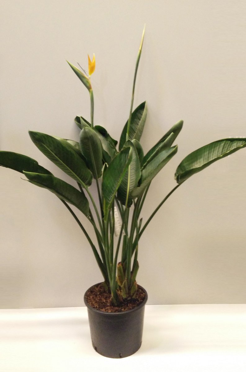 MEERgroothandel's tweet photo. NIEUW: Strelitzia Reginae pot30/130cm met 2-4 bloemen en Heliconia pot19/120cm met 5 bloemen. Nu in de webshop! https://t.co/Gv81SUjnrs