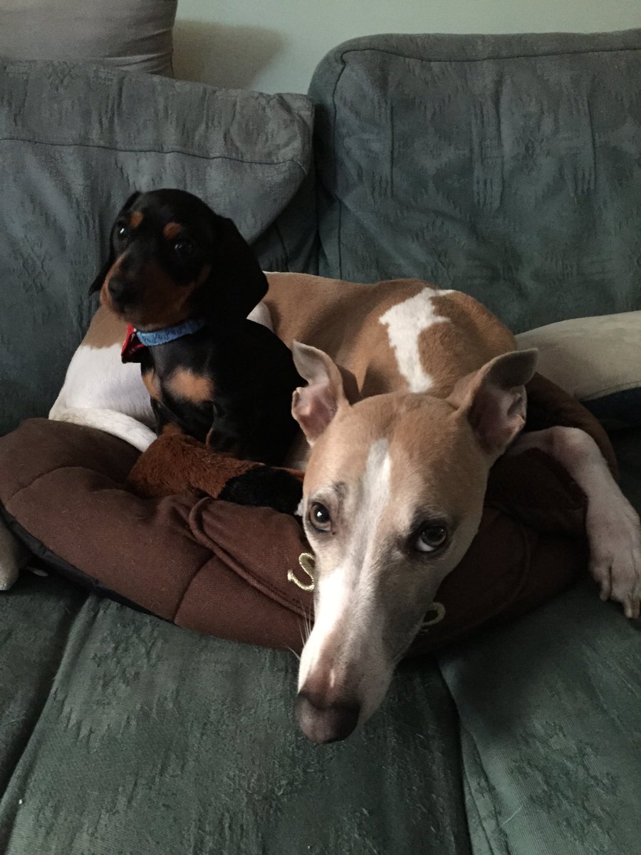 LWhippet's tweet photo. @Printerbase #PetPic https://t.co/49RnRZWM9T