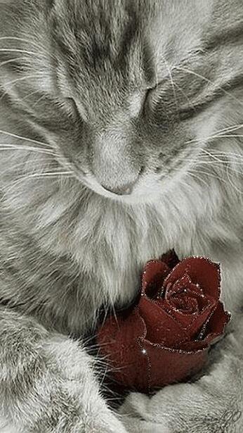 DTestardi's tweet photo. W il gatto ♡♡♡ e tutti gli animali! https://t.co/HoXe1rTGR5