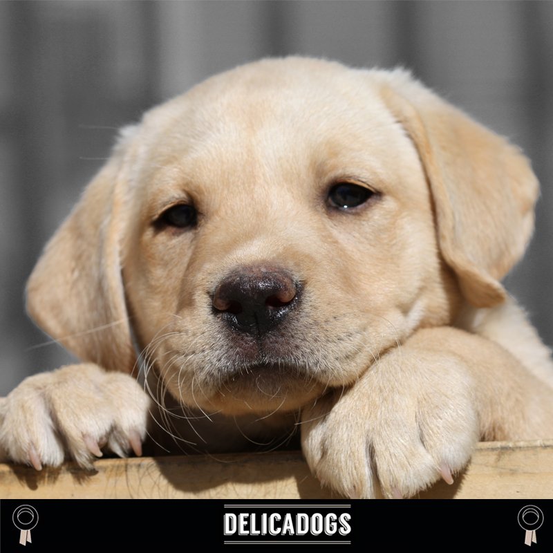 Delicadogs's tweet photo. Los #perros son animales #carnívoros.
Merecen una alimentación adecuada a su naturaleza. Confía en #Delicadogs https://t.co/bQNbgBO6XY