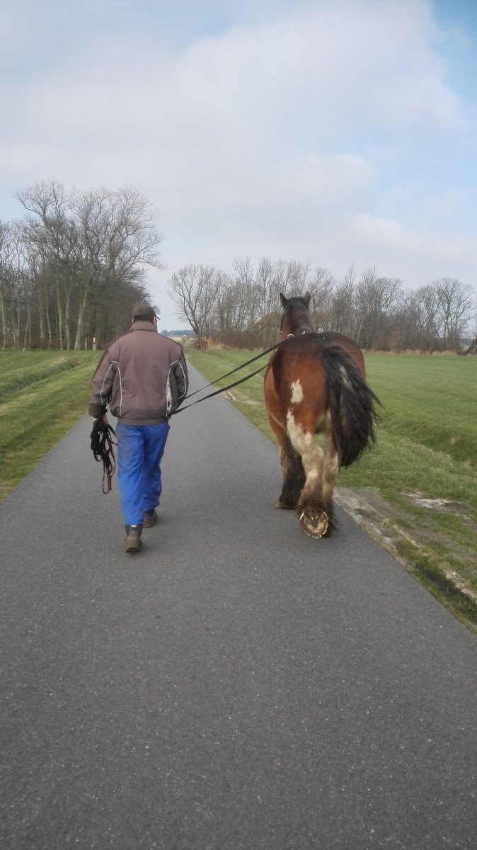 Wederom een training Flinn voor eerst een schoftje op en Troy voor het eerst aan de lange lijn