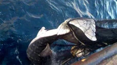 Seasaver's tweet photo. "Fight with all your might when you see fishing industry killing what belongs to all of us"~>https://t.co/qEU1nOlEPz https://t.co/inuV0ClvyI