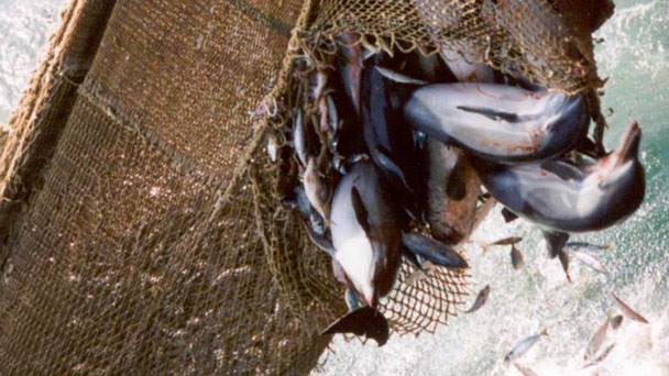 Seasaver's tweet photo. "Fight with all your might when you see fishing industry killing what belongs to all of us"~>https://t.co/qEU1nOlEPz https://t.co/inuV0ClvyI