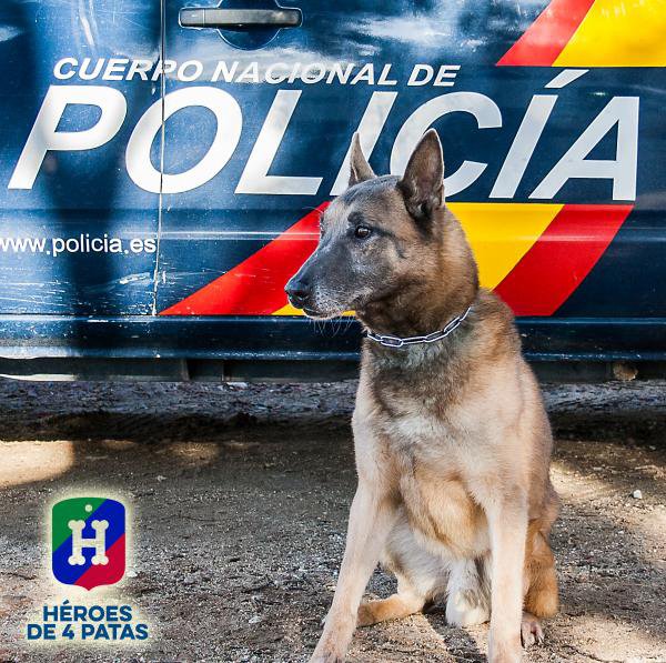 policia's tweet photo. #SeBusca familia comprometida y cariñosa para nuestros compañero #Félix https://t.co/cw8OfPdnlY https://t.co/VWJjMefblX