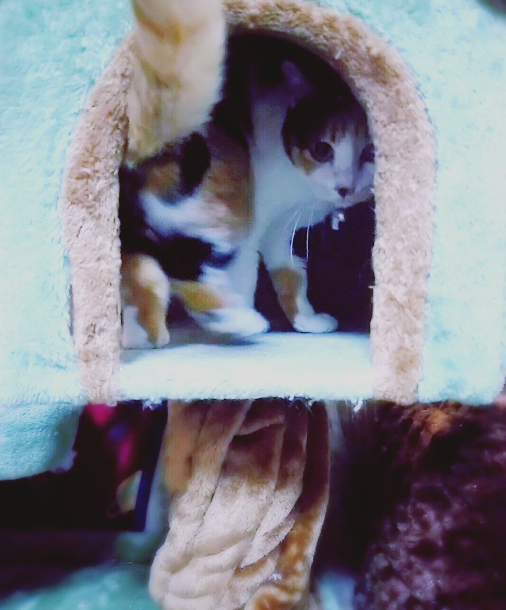 GatoGato1109's tweet photo. しっぽが見えてるにゃんよ。
#XnInstant #xnview https://t.co/n9APEcN39W