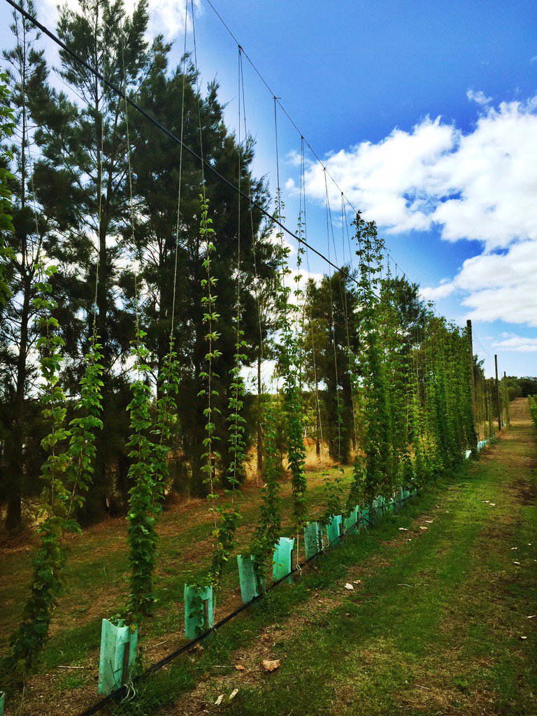 AdamCarnaby's tweet photo. @maxallenwine Drumborg hops growing in between tasty Chard blocks...aperitif taken care of! https://t.co/yhPTjyUGsA