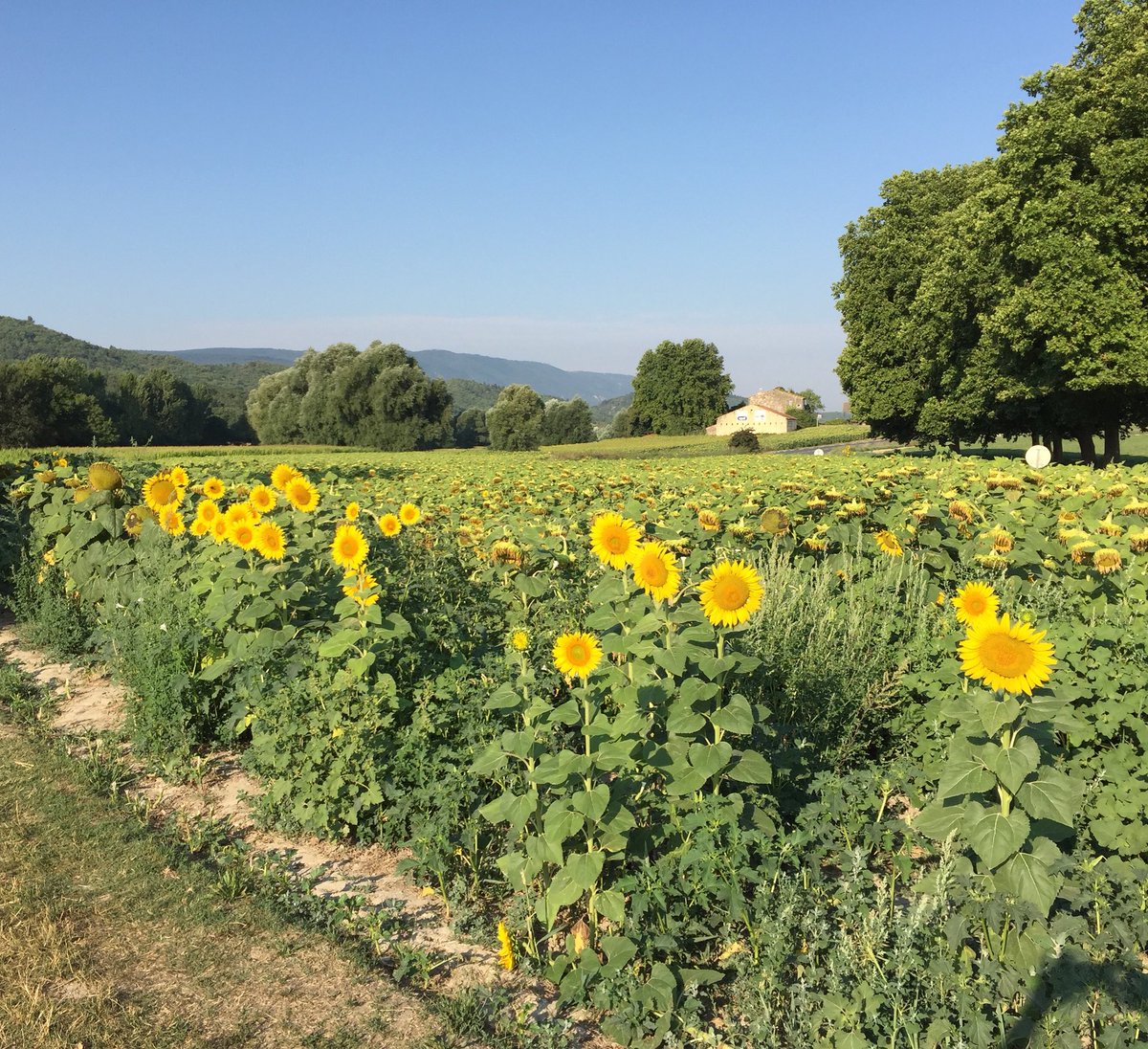 UniqueProvence tweet picture