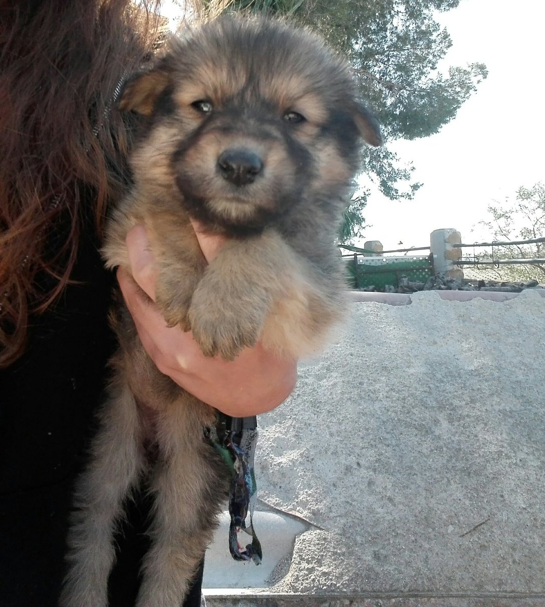 Diana_620's tweet photo. Regalo estos 4 perros, de madre collie y padre pastor alemán y belga. https://t.co/Sq2s5rsaMh
