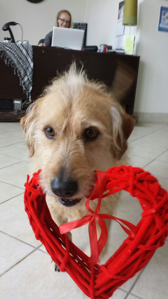 PtboYoga's tweet photo. Ben had one more Valentine to send out to our followers! #xo #valentines #cleanupfun #love #yogadog #adorable https://t.co/aHIh7p4oXY