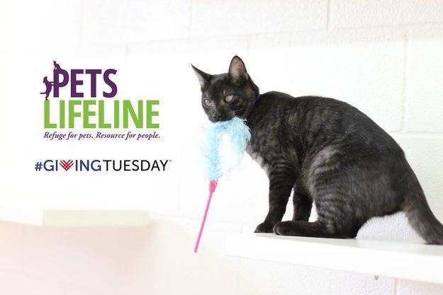 BoncoraBiscotti's tweet photo. Giving back never tasted so good! Boncora is donating $1 from every membership in its biscotti club to Pets Lifeline https://t.co/HmjhQzLx28