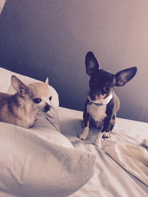 ProntoteamRE's tweet photo. Patiently waiting while the #prontoteam shows some houses #realtordogs #pittsburgh #realestate https://t.co/w7GNleUIZM
