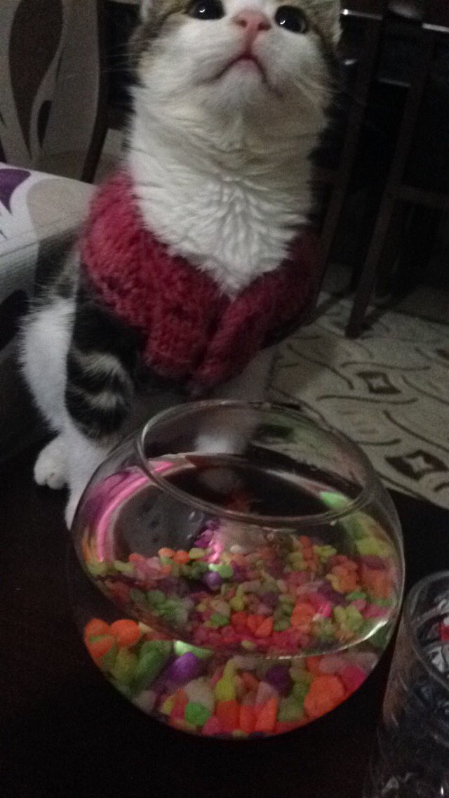 Sibel Maş tweet media