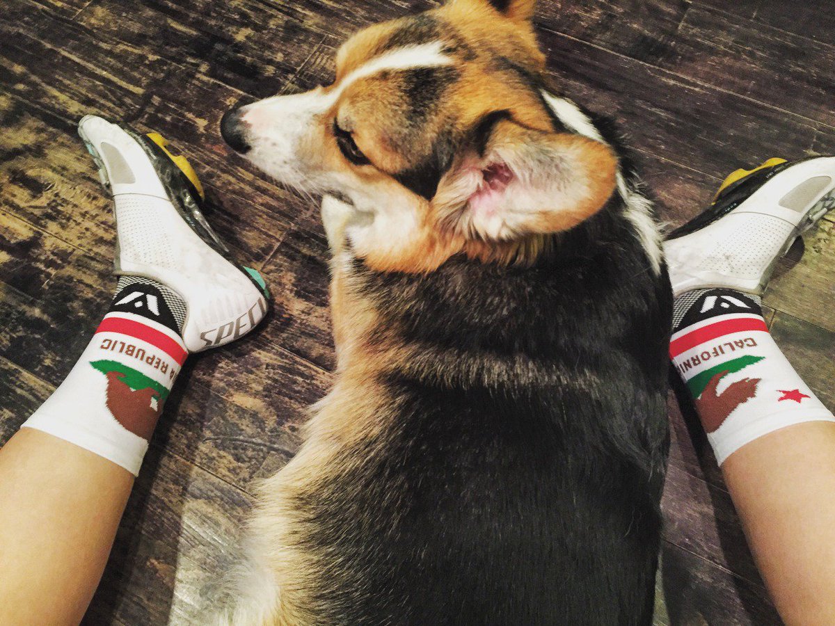 swiftwick's tweet image. "I think these socks would look a lot better with dogs on them." #CaliforniaPride #beSwift bit.ly/VISIONCA