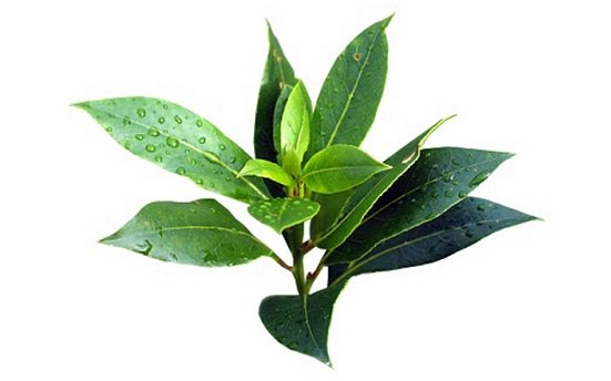 stopiojitos's tweet photo. Quieres saber para que sirve el aceite de árbol del té, léelo en nuestro blog https://t.co/RceRyvETAA https://t.co/aYscWlRms7