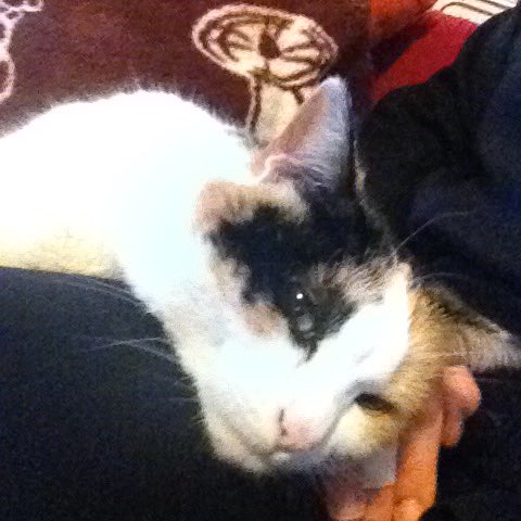 laelena77's tweet photo. Luce: Ti amo ogni giorno di più 😻😸#giornatamondialedelgatto https://t.co/kVcnfReZLn