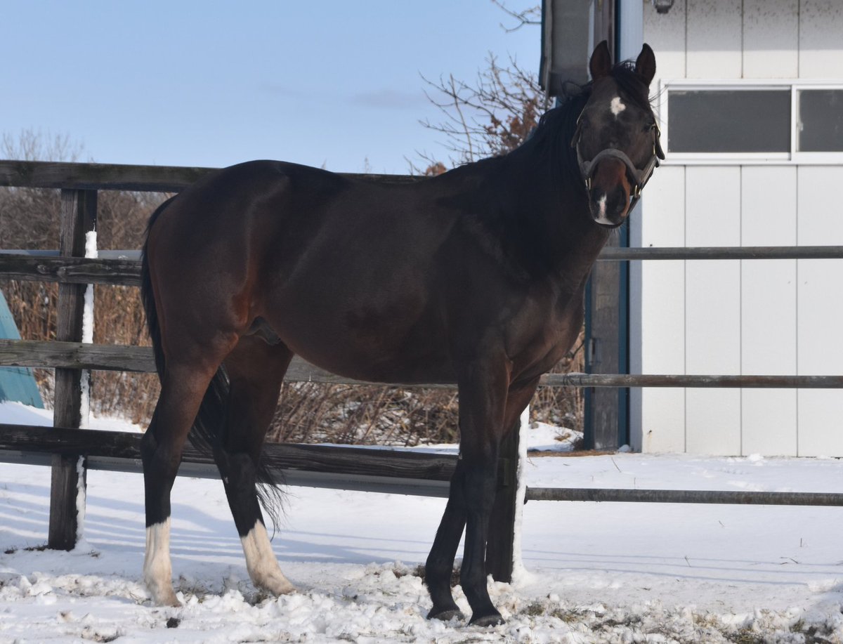 ট ইট র パカパカ工房 ディープは無理 タイド も無理 そんな牧場さんにお勧め なのが オンファイア 父サンデーサイレンス 母ウインドインハーヘア 母父alzao あのディープ タイドと全く同じ商品 血統 ですよ でも お高いんでしょう
