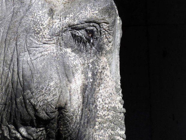 g1's tweet photo. Mamífero com cérebro grande sofre maior risco de extinção, diz estudo https://t.co/krDRgxJqw0 #G1 https://t.co/GQz8ndgxSN
