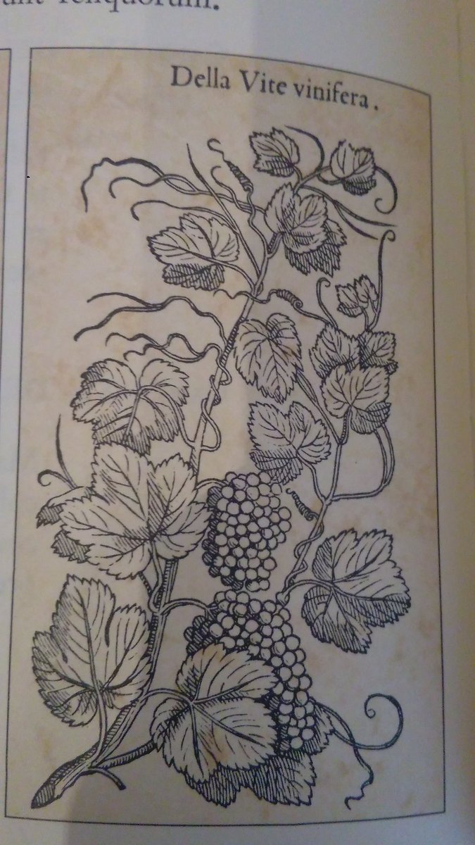 guccia's tweet photo. "Gignit et humores melius vinum meliores" https://t.co/Ip9u75PvqU