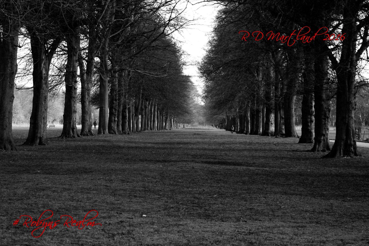 RobynsRealm's tweet photo. An avenue of trees at #MarburyPark #Cheshire
#RobynsRealm #RDMartlandPhotography https://t.co/Dq2QtVN8B4