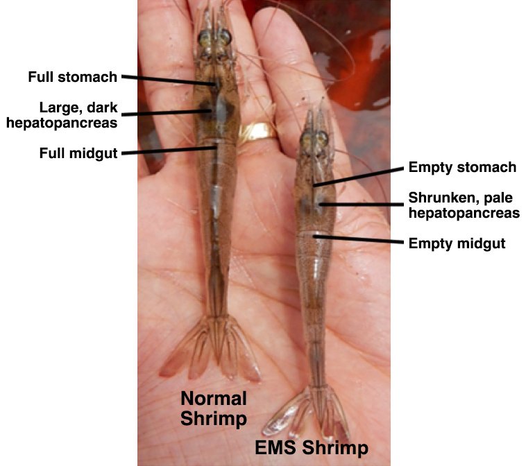 GSA_Seafood's tweet photo. Struggling with EMS in #shrimp? Take this online class now: https://t.co/uQaUe6rlj7 https://t.co/iKas6HGfFZ