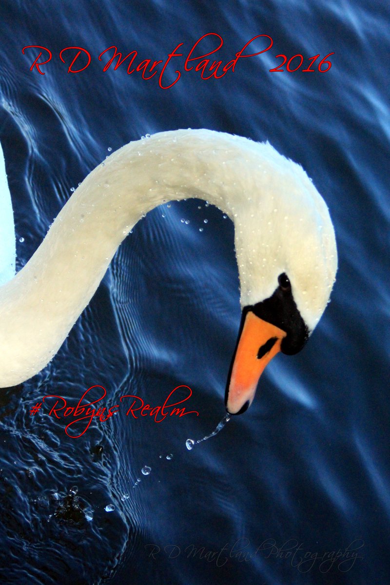 RobynsRealm's tweet photo. One of the Swans at #MarburyPark #Cheshire
#RobynsRealm #RDMartlandPhotography https://t.co/rZw7moRP9d