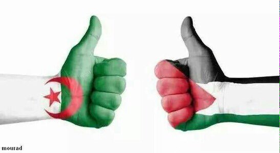 MegherbiSarah's tweet photo. لم أجرؤ يوم على تحدي بلدي ولكن زرعت حب فلسطين ونحن شعب اذا أحب تمنى الخسارة للجزائر والنصر لفلسطين #الجزاير_فلسطين https://t.co/GcWpQMZJu6