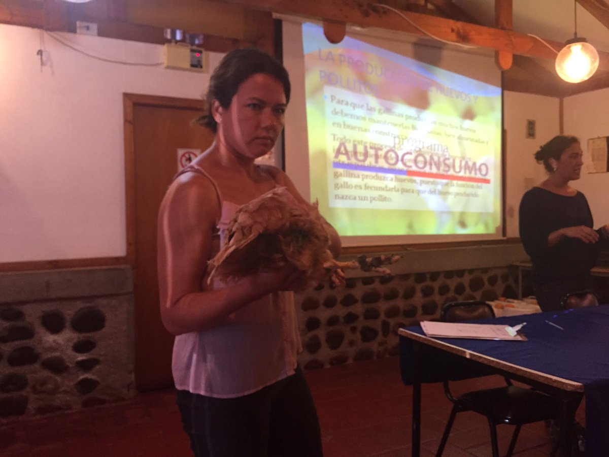 OlmueComunica's tweet photo. Alcaldesa @macasante presencia #Taller #ProgramaDeAutoConsumo producción de huevos y pollitos @FOSIS_Valpo @biobio https://t.co/2GGcqdWZkk