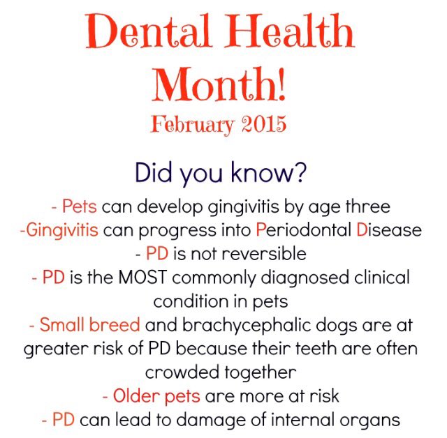AlmostHomeF's tweet photo. February is Dental Health Month for pets. Has your pet had their teeth cleaned? https://t.co/jf5jzXv3uB