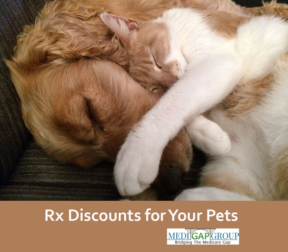 AllegiantPlans's tweet photo. Pet Rx: https://t.co/Cea2seqsIT
Are you a dog person or a cat person?

#PetHealth #PetPrescriptions #MediGapGroup https://t.co/iS2zs7h484