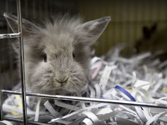 One word: Bunnies. on-ydr.co/1Xw5YFp <a href="/YorkCoSPCA/">York County SPCA</a>