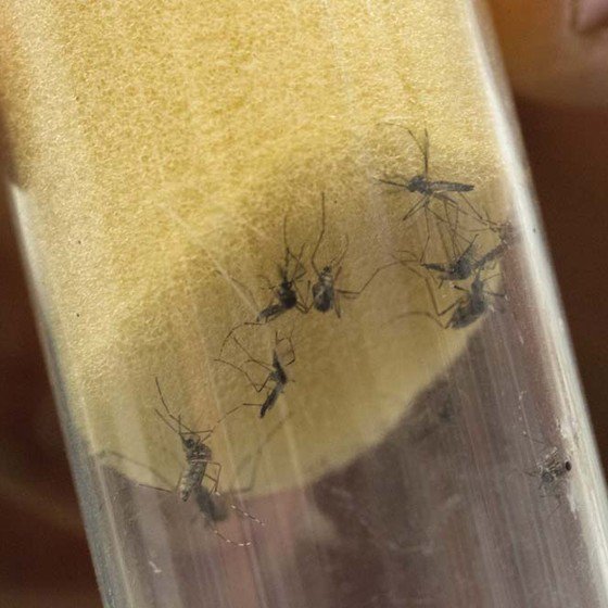 ofiltro's tweet photo. Plano da OMS para combater o zika vai custar US$56 milhões até junho - https://t.co/XyrljGyujM https://t.co/1mlHpSQGgR