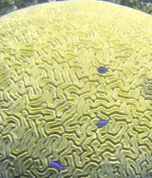 DiveExuma's tweet photo. Beautiful brain coral at Dog n' Pup Reef #scuba #coral #underwater https://t.co/UMzHazEkGq