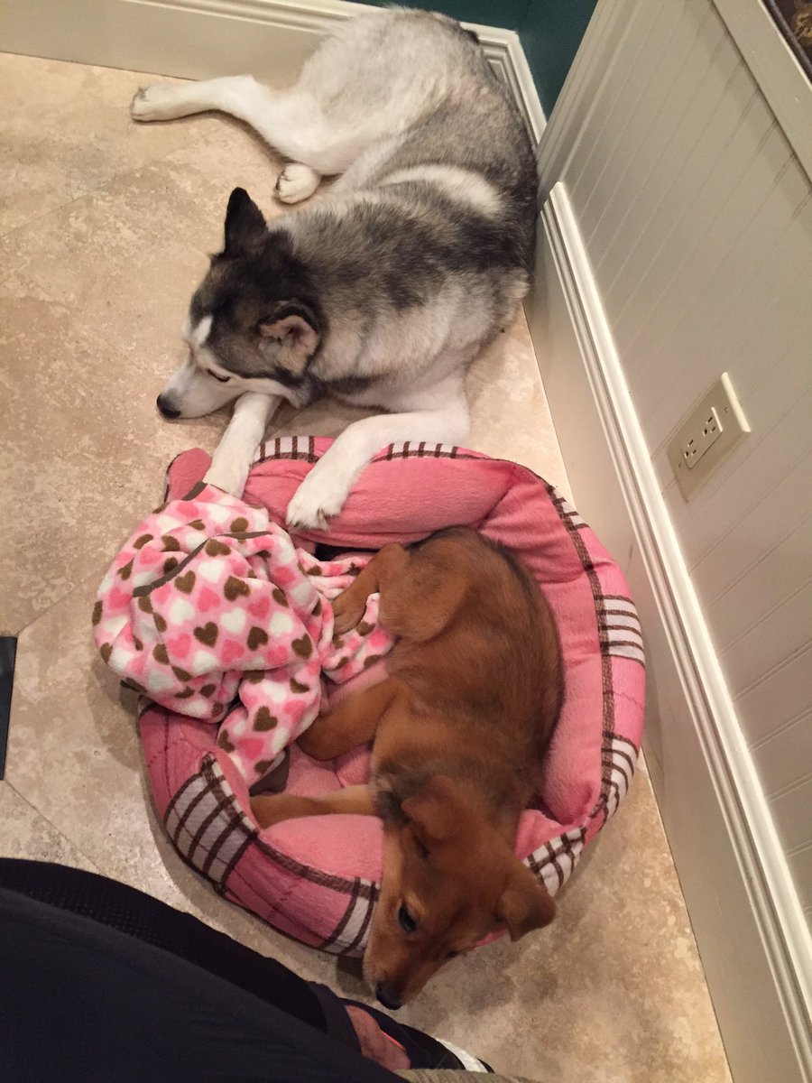 LMcCullersJrFdn's tweet photo. Buttercup and Minka are going to be life long friends! #wearetheirvoice #adoptHouston @HOUPetsAlive https://t.co/Gu4pfRhxxl