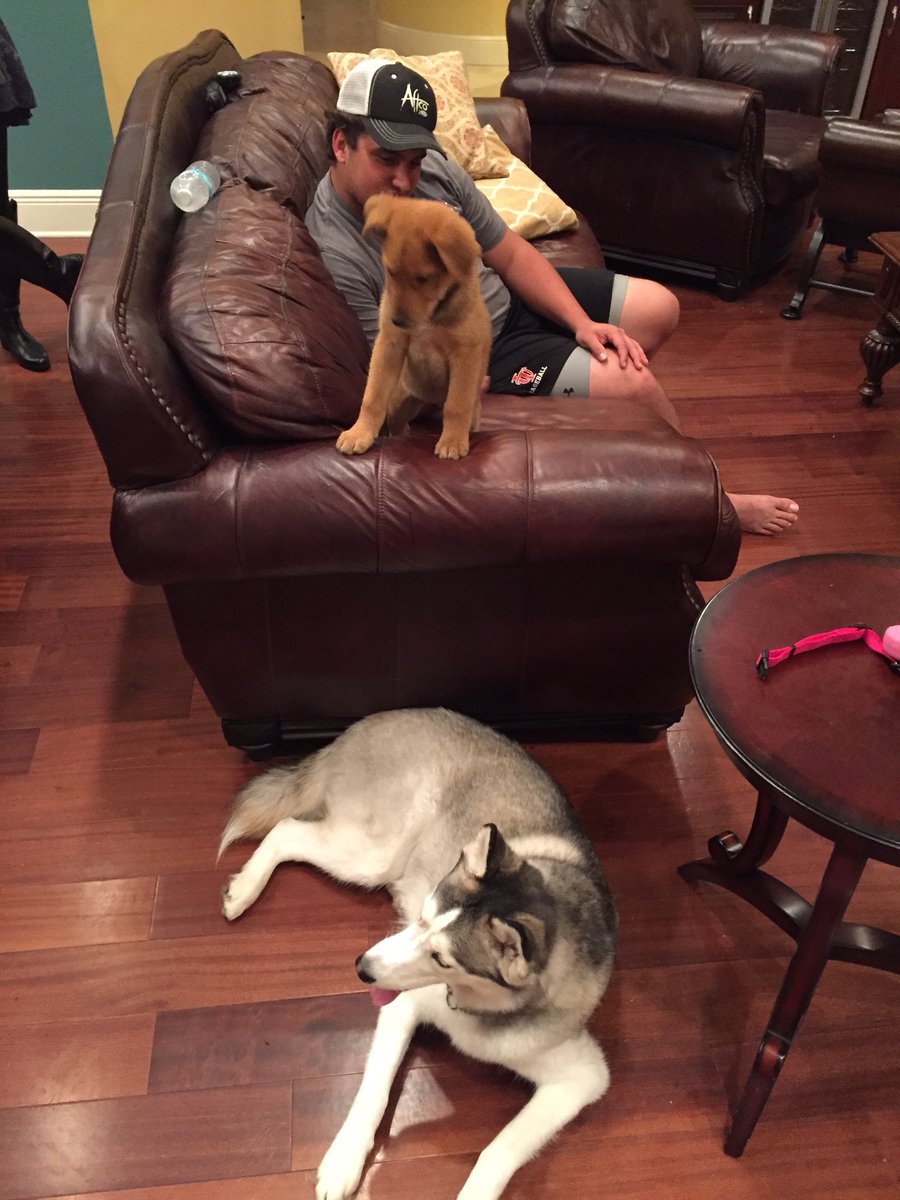 LMcCullersJrFdn's tweet photo. Buttercup and Minka are going to be life long friends! #wearetheirvoice #adoptHouston @HOUPetsAlive https://t.co/Gu4pfRhxxl