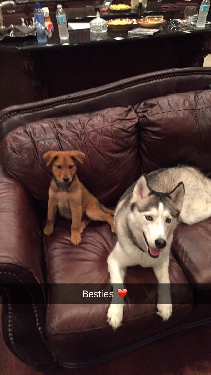 LMcCullersJrFdn's tweet photo. Buttercup and Minka are going to be life long friends! #wearetheirvoice #adoptHouston @HOUPetsAlive https://t.co/Gu4pfRhxxl